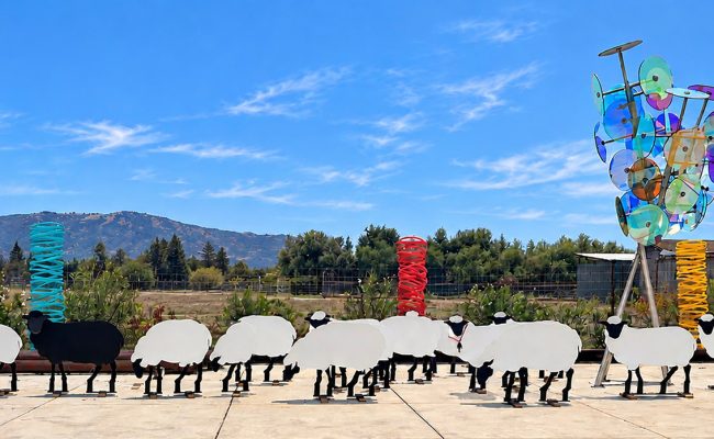 Di Rosa Sheep Roundup